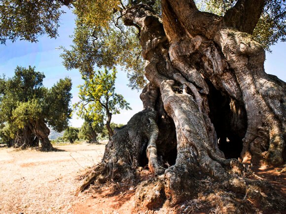 La Historia del Aceite de Oliva en Valdearenales: Un Legado Desde la Antigua Roma Hasta Hoy